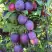 Слива БЛЮ СВИТ колонновидная в Колодищи