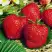 Клубника ВИМА ЗАНТА в Колодищи
