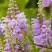 Физостегия РОЗЕЯ виргинская в Колодищи