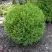 Туя ХОЗЕРИ западная в Колодищи