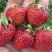 Клубника ВИМА ЗАНТА в Колодищи