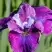 Ирис СИ Я ЛЕЙТЕР сибирский в Колодищи