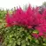 Астильба САННИ ДЕЙ гибридная в Колодищи
