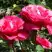 Роза ВИЕН РОУЗ чайно-гибридная в Колодищи