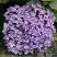 Гортензия АИША крупнолистная  в Колодищи