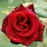 Роза ТАБУ чайно-гибридная в Колодищи