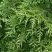 Туя СМАРАГД ВАРИЕГАТА западная в Колодищи
