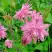 Аквилегия БАРЛОУ ПИНК гибрид МакКаны в Колодищи