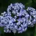 Гортензия АИША крупнолистная  в Колодищи