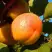 Абрикос СПАДЧЫНА в Колодищи