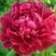 Пион КИТАЙСКИЙ ШЕЛК травянистый в Колодищи