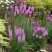 Лиатрис РОЗЕА колосковая в Колодищи
