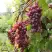 Виноград КИШМИШ ЗАПОРОЖСКИЙ в Колодищи