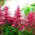 Астильба ЮНИК КАРМИН гибридная в Колодищи