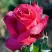 Роза ВИЕН РОУЗ чайно-гибридная в Колодищи
