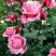 Роза ЭЙФЕЛЕВА БАШНЯ чайно-гибридная в Колодищи