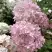 Гортензия БОМБШЕЛ метельчатая в Колодищи