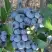 Голубика НОРТЛАНД в Колодищи