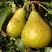 Груша ГЕНЕРАЛ ЛЕКЛЕРК в Колодищи