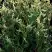 Туя ГОЛД ПЕРЛ западная в Колодищи