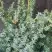Можжевельник БЛЮ АЛЬПС китайский  в Колодищи