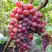 Виноград КРАСОТКА в Колодищи