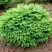 Ель НИДИФОРМИС обыкновенная в Колодищи