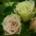 Роза ГРИН ДАЙМОНД миниатюрная в Колодищи