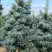 Пихта КОНКОЛОР в Колодищи