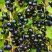 Смородина чёрная ИЗЮМНАЯ в Колодищи