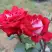 Роза АЛЬЯНС чайно-гибридная в Колодищи