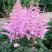 Астильба ГИАЦИНТ Арендса в Колодищи