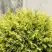 Туя ГОЛДЕН ГЛОБ западная в Колодищи