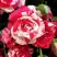 Роза ФАЙЕР ВОРКС миниатюрная в Колодищи
