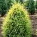 Можжевельник ГОЛД КОН обыкновенный в Колодищи