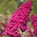 Буддлея давида РОЯЛ РЕД в Колодищи