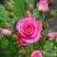 Роза ЛАВЛИ ЛИДИЯ спрей в Колодищи