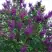 Сирень СУМЕРКИ в Колодищи