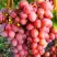 Виноград КИШМИШ КРАСНЫЙ в Колодищи