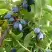 Жимолость съедобная НАРЫМСКАЯ в Колодищи