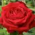 Роза СОФИ ЛОРЕН чайно-гибридная в Колодищи