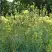 Василистник ГЛАУКУМ желтый в Колодищи