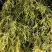 Кипарисовик ФИЛИФЕРА АУРЕА горохоплодный в Колодищи