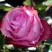 Роза ДИП ВОТЕР чайно-гибридная в Колодищи
