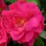 Роза ДЖОРДЖ ВАНКУВЕР флорибунда в Колодищи