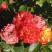 Роза ТАЙФУН спрей в Колодищи