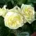 Роза ЭЛЬФ плетистая в Колодищи