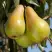 Груша КОНКОРД в Колодищи