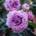 Роза СИЛЬВЕР КВИК плетистая в Колодищи