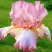 Ирис БЛАШИНГ ПИНК бородатый в Колодищи